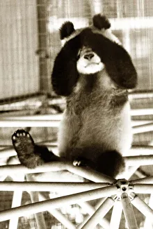 Panda playing hide and seek or peek-a-boo as he hides his face behind his hands Panda playing hide and seek or peek-a-boo as he hides his face behind his hands