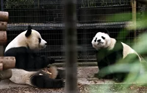 Images Dated 21st April 1978: Pandas eating bamboo in their cage at the zoo. 21 / 04 / 1978