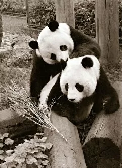 Images Dated 21st April 1978: Pandas playing April 1978 A©Mirrorpix