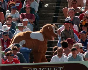 A pantomime cow at the fourth test at Headingley July 1997 The cow was rugby tackled by A pantomime cow at the fourth test at Headingley July 1997 The cow was rugby tackled by