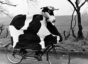 Images Dated 22nd March 1979: Pantomime Cow riding bicycle Graham Fardon and Bruce manton raising money for charity