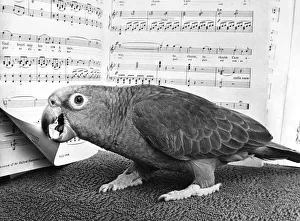 This parrot enjoys a little Mozart now and again This parrot enjoys a little Mozart now and again