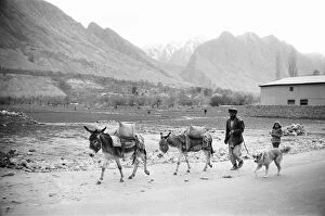 A Pashtun tribesman seen here with his donkeys close to the town of Darra Adam Khel