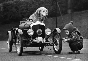 Images Dated 25th March 1971: Passenger Calamity the golden retriever watches with interest while '