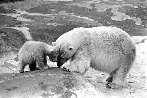 Images Dated 13th April 1977: 'Patu'Baby: Polar Bear and parent. April 1977 S77-2070