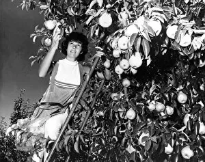 Pear picking in April 1970 - much of the produce comes to English shops