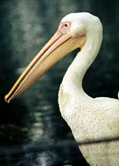 Images Dated 1st October 1977: A pelican at Chester Zoo October 1977