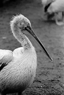 A Pelican at London Zoo. April 1975 75-1946-001