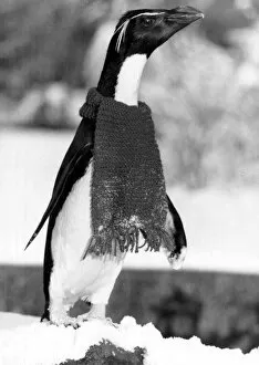 Images Dated 11th December 1981: Penguin Rocky in his donated scarf to keep out the chill of the Arctic