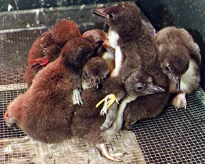 Penguins chicks. P92-259 6th February1992 P044350 Penguins chicks. P92-259 6th February1992 P044350