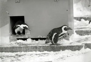 Penguins at London zoo in the snow Ice cold weather winter wintry Penguin Penguins at London zoo in the snow Ice cold weather winter wintry Penguin