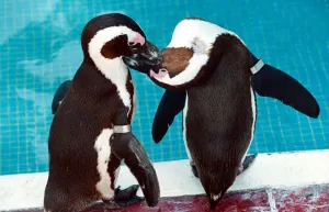 These two penguins have a romantic moment at the pool in London Zoo These two penguins have a romantic moment at the pool in London Zoo