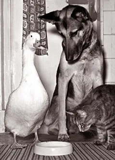 Penny the drake, Tina the alsatian dog and Kible the cat Penny the drake, Tina the alsatian dog and Kible the cat