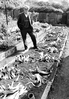 Pensioner John Potter has lost the heart for his life-long hobby of kleek growing after Pensioner John Potter has lost the heart for his life-long hobby of kleek growing after