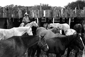 Images Dated 29th December 1980: People: Cowboys with horses at a ranch in the USA. December 1980 80-07236-001