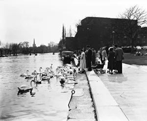 People feeding swans, Stratford-upon-Avon, Warwickshire. 6th April 1959 People feeding swans, Stratford-upon-Avon, Warwickshire. 6th April 1959