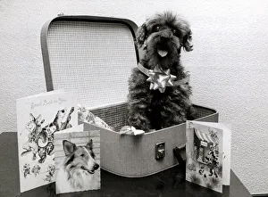 Pepy the poodle is 15 years old - September 1980 Brian Pepy the poodle is 15 years old - September 1980 Brian