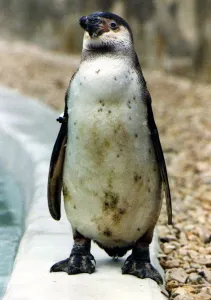 Percy the penguin at Cotswold Life Park. 3rd April 1990 P044353 Percy the penguin at Cotswold Life Park. 3rd April 1990 P044353