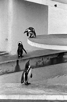 Percy the penguin and friends at London Zoo. February 1975 75-00951-001 Percy the penguin and friends at London Zoo. February 1975 75-00951-001