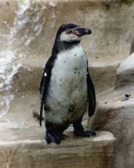Percy the Penguin is the last surviving Penguin at the Cotswold Wildlife Park in Burford