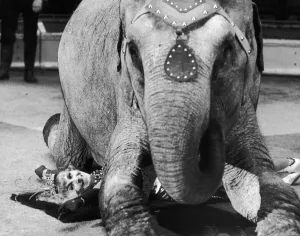 One of the performing Elephants of the Bell Vue Circus seen here during rehearsal kneeing One of the performing Elephants of the Bell Vue Circus seen here during rehearsal kneeing