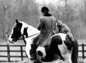 A pet Fox called Misty, Dec 1986 with its owner, on horseback A pet Fox called Misty, Dec 1986 with its owner, on horseback