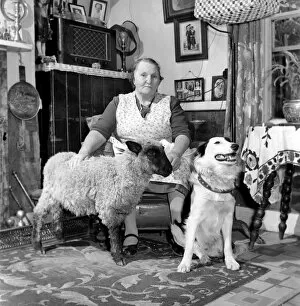00067 Gallery: Pet lamb seen here living in the house of her owner. 1960 C34A-005