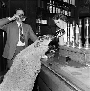 00020 Gallery: Peter the lamb drinking ale. September 1952 C4586