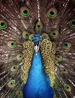 Peter the Peacock who lives in an animal sanctuary in Redditch which faces closure