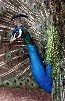 Peter the Peacock who lives in an animal sanctuary in Redditch which is facing closure