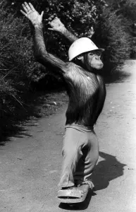 A picture from a series of humurous novelty images taken by Sunday People photographer A picture from a series of humurous novelty images taken by Sunday People photographer
