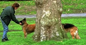 Images Dated 25th February 1999: The picture shows Well ard and Saracen linking up behind a tree in a London park to