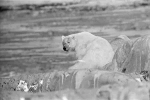 Picture shows a Polar Bear at Churchill, Northern Canada Picture shows a Polar Bear at Churchill, Northern Canada
