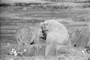 Picture shows Polar Bears at Churchill, Northern Canada Picture shows Polar Bears at Churchill, Northern Canada