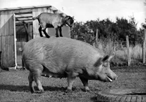 A Pig carrying a goat on his back. October 1980 P004244