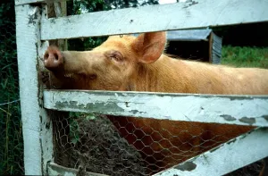 Pig looking through garden fence January 1980 A©Mirrorpix Pig looking through garden fence January 1980 A©Mirrorpix