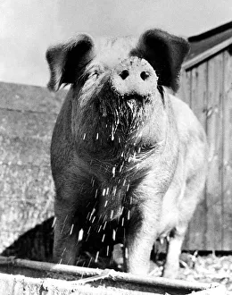 A pig with a wet nose after routing about its feeding tray March 1973 A pig with a wet nose after routing about its feeding tray March 1973