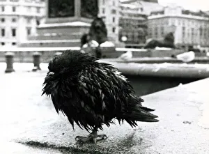 A pigeon huddles on one leg in Trafalgar Square in the snow December 1981 A pigeon huddles on one leg in Trafalgar Square in the snow December 1981