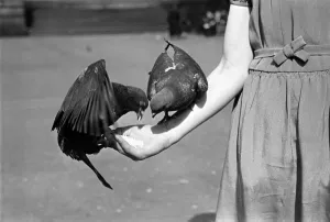 Pigeons in Trafalgar Square. January 1939 OL307J-007 Pigeons in Trafalgar Square. January 1939 OL307J-007