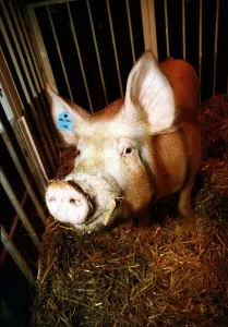 Pigs Reg the super Boar at the launch of the Cotswold 30 DNA pig Pigs Reg the super Boar at the launch of the Cotswold 30 DNA pig