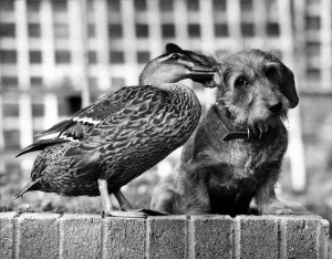 Ping the Mallard Duck gently nuzzles her pal Bramble, a wire haired Dachshund at their Ping the Mallard Duck gently nuzzles her pal Bramble, a wire haired Dachshund at their