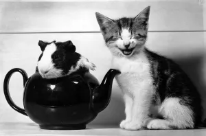 Pinkie the Guinea Pig and Perky the Kitten September 1978 Pictured at Pet Shop in Pinkie the Guinea Pig and Perky the Kitten September 1978 Pictured at Pet Shop in