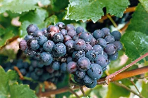 The Pinot Noir grape in the Pol Roger vinyards at Epernay The Pinot Noir grape in the Pol Roger vinyards at Epernay