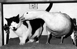Piou the duck whispers a confidence in the ear of his pal Domino the cat May 1972
