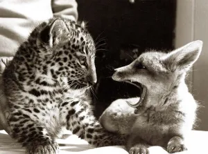 Pipp the orphaned fox yawning as he cuddles up to his new friend Jimbo the leopard at Pipp the orphaned fox yawning as he cuddles up to his new friend Jimbo the leopard at