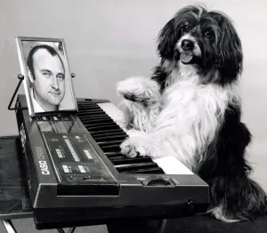 Pippin the dog playing the keyboard with a picture of Phil Collins for inspiration Pippin the dog playing the keyboard with a picture of Phil Collins for inspiration