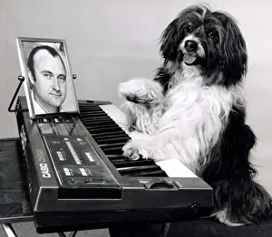 Pippin the dog playing the keyboard with a picture of Phil Collins for inspiration Pippin the dog playing the keyboard with a picture of Phil Collins for inspiration