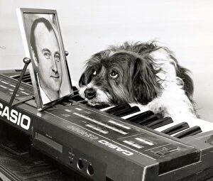Images Dated 17th April 1990: Pippin the dog playing the keyboard with a picture of Phil Collins for inspiration