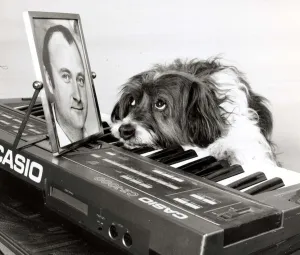 Pippin the dog playing the keyboard with a picture of Phil Collins for inspiration Pippin the dog playing the keyboard with a picture of Phil Collins for inspiration