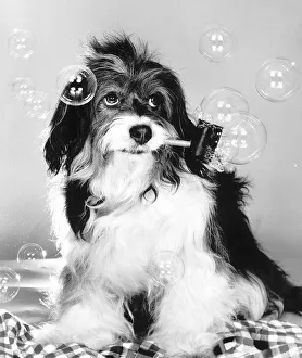 Pippin the famous TV dog has learnt the art of bubble blowing Pippin the famous TV dog has learnt the art of bubble blowing